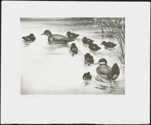 Sale 1258, Lot 3010, Duck Stamp Prints from Winning Artists, 1934-2021