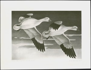 Sale 1258, Lot 3016, Duck Stamp Prints from Winning Artists, 1934-2021