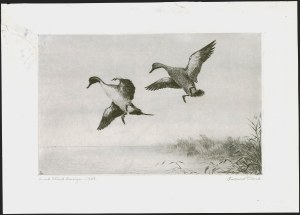 Sale 1258, Lot 3028, Duck Stamp Prints from Winning Artists, 1934-2021